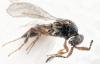 Amblyaspis sp.